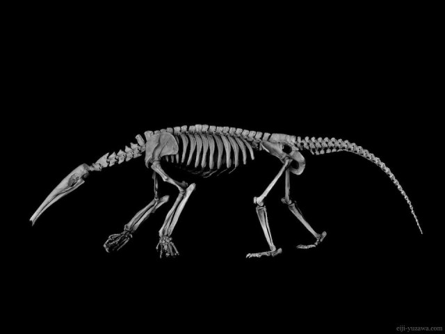 オオアリクイ 骨格 Giant anteater Skeleton