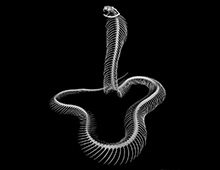 インドコブラ 骨格 Indian cobra Skeleton