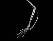 ムササビ 左前肢肢端骨格 Japanese giant flying squirrel Skeleton of left forearm and manus