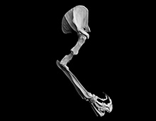 オオアリクイ 右前肢骨 Giant anteater Skeleton of right forelimb