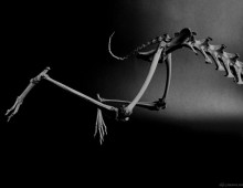 ケープノウサギ 後肢骨 Cape hare Skeleton of hindlimb