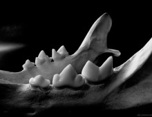 トラ 臼歯 Tiger Premolar and molar