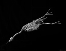  22.シロエリオオハム 骨格 Pacific diver Skeleton