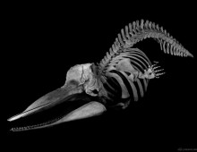 マッコウクジラ 骨格 Sperm whale Skeleton